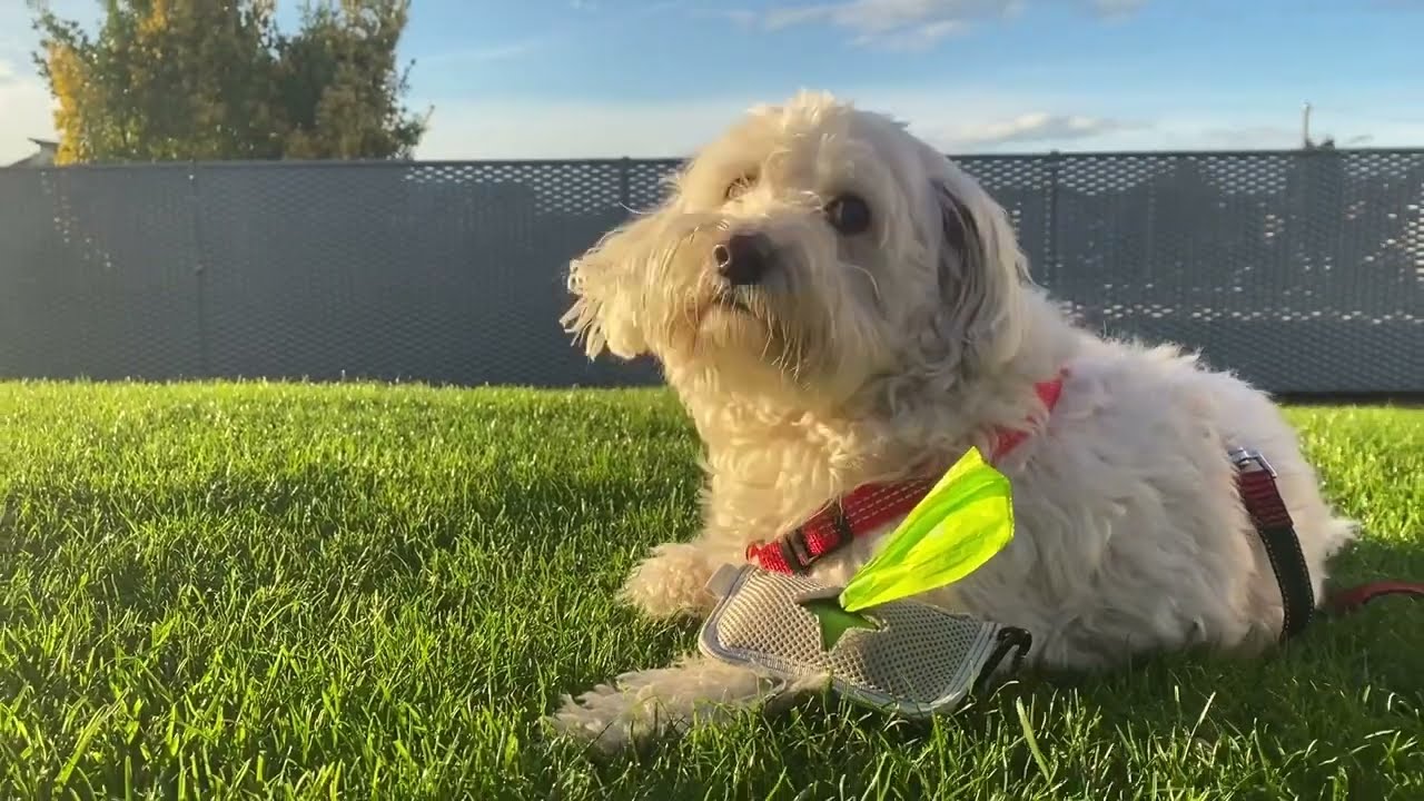 BECOTHINGS BECO Sacchetti Igienici Biodegradabili Per Cani 60 pz - Epoca  Italpigeon Pet Shop