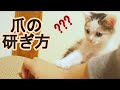 爪の研ぎ方がわからない子猫にやり方を教えてみました。【赤ちゃん猫】【保護猫 子猫】