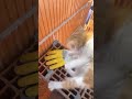 Cat Working construction😱#construction #expertworks #drone #buildahouse #homebuilding #cat