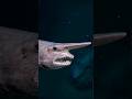 This Goblin Shark's Jaw Shouldn't Be Possible #shark #deepocean