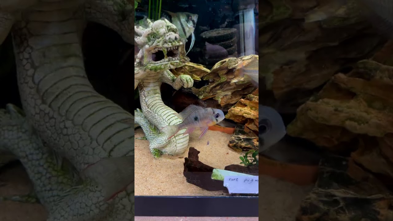 Why You NEED The Bolivian Ram 