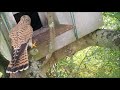 Vistor at the Barn Owl Box Vistor at the Barn Owl Box