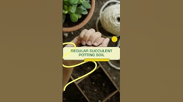 String of Pearls: What You Need To Know