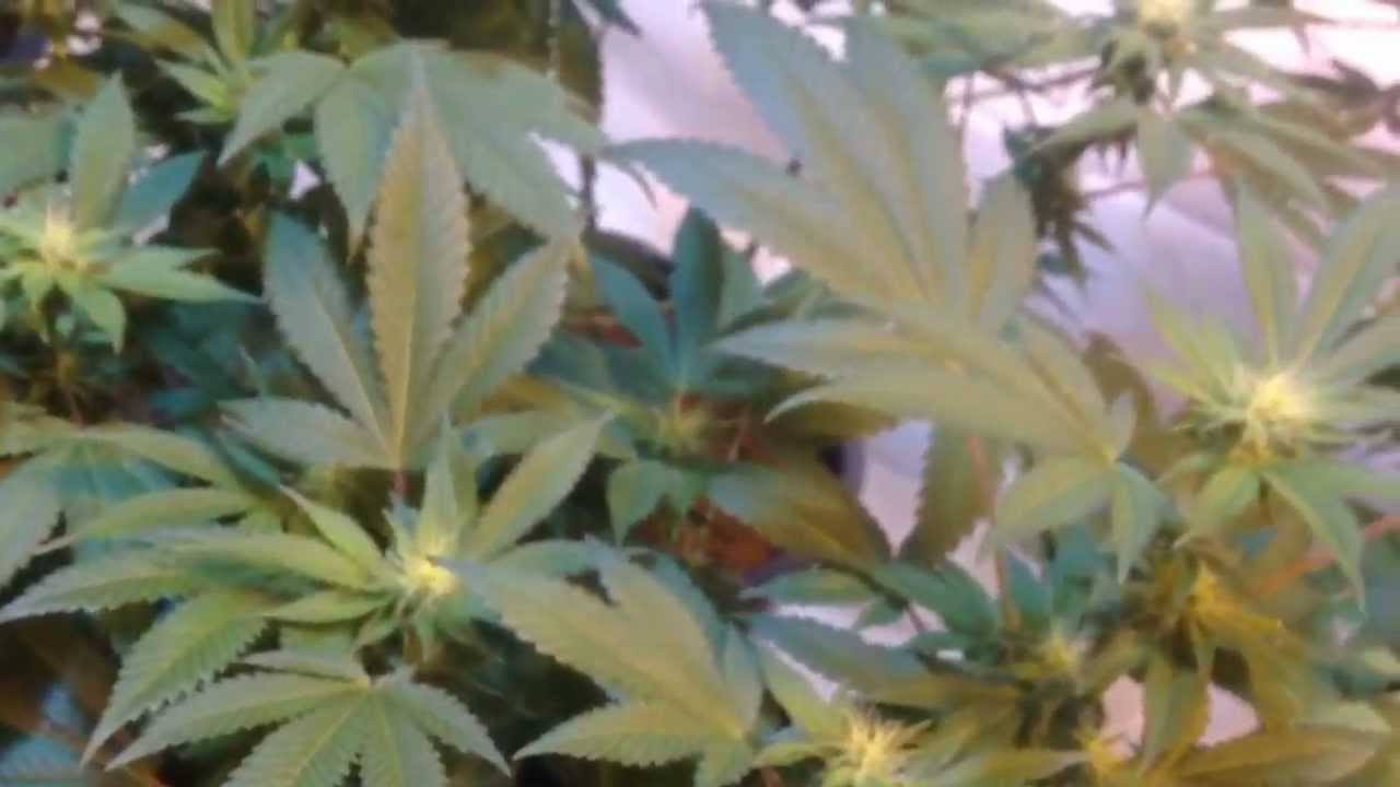 Indoor Cannabis Grow  Flower day 21