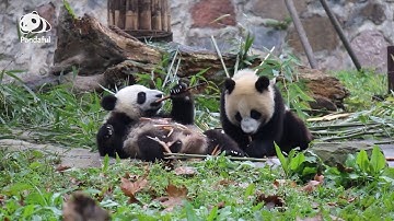 How often do giant pandas have physical examinations? | Pandaful Q&A