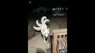 A white 9 tail#theothersideofmakebelieve#aishorts