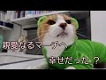 親愛なるマーチへ ~ 7年間ケージに5匹で閉じ込められてきた猫 ~