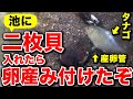 【庭の池】池に二枚貝入れたらタナゴが卵産み付けた