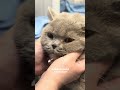 Груминг шикарной британской кошки: дама сердца