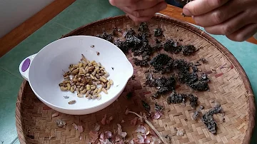 Comment nourrir des larves de guêpes ?