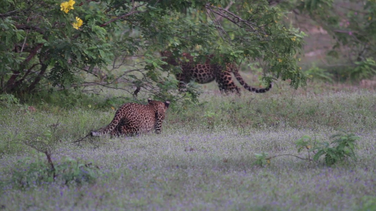 Leopard cubs of Modaragala Yala | Leopard Trails