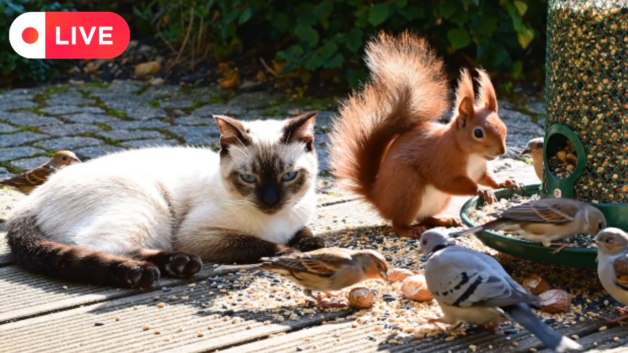 Cat TV ~ Peaceful Backyard 🌸 Birds 🕊️ and Squirrels 🐿️ Moving Softly in 6 Hours of Calm
