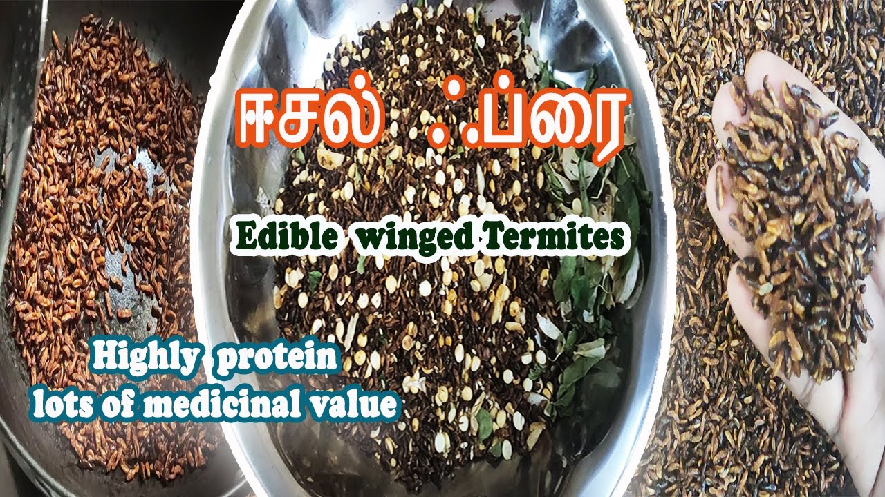 EESAL FRY|Edible winged Termites|Protein Snacks|Vinay's Vlog - YouTube