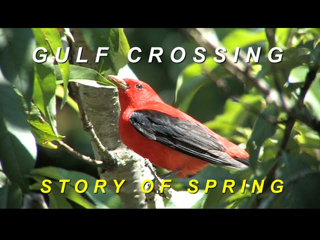 Scarlet Tanager  National Geographic