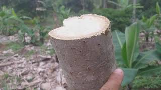 COMO PODAR O CAJÁ MANGA GIGANTE