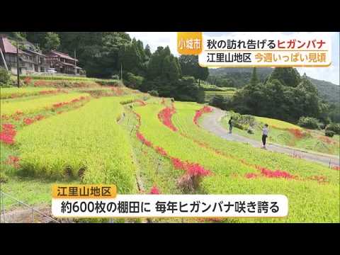 小城市江里山のヒガンバナ・秋の訪れ告げる【佐賀県】 (26/09/21 17:30)