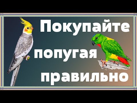 Видео: Как приручить попугая (с иллюстрациями)