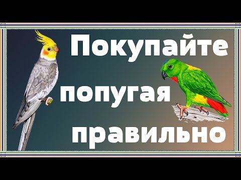 Главная ОШИБКА при покупке попугая.Что нужно знать перед тем как купить попугая кореллу и не только.