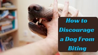 How to Discourage a Dog From Biting | Daily Needs Studio