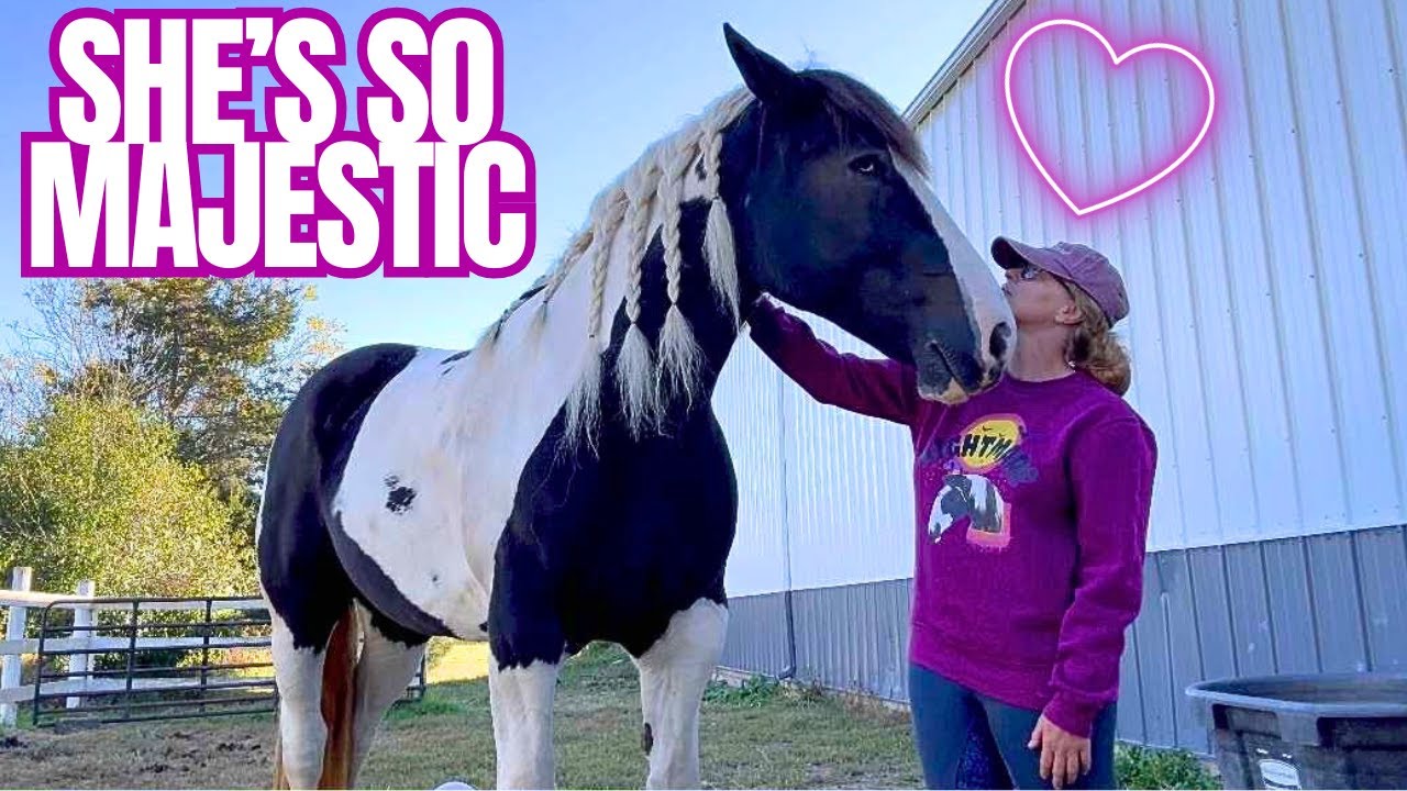 Раскрываем имя нашей новой лошади!