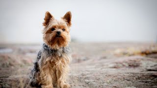 Training Your Yorkshire Terrier for Tricks A Guide to Success