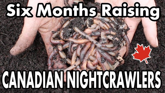 🔥NEW PRODUCT🔥 European Nightcrawler Grow Your Own Fishing Worms