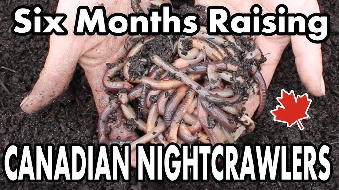 Raising Canadian Nightcrawlers At Home