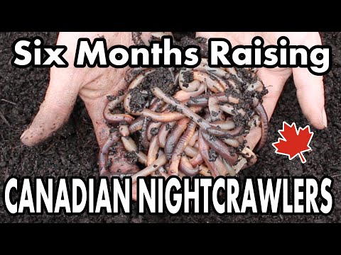 Raising Canadian Nightcrawlers At Home  6 Month Update On Our DIY Dew Worm  Bait Farm 