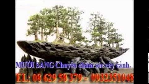 [[[0932351048.]] dịch vụ cắt cỏ, trồng cây xanh sân vườn quận phú nhuận.tphcm