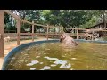 Elephant Mae Sri swim in the pool - Eleflix