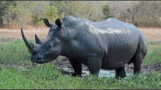 Kruger Park, Season 9. (French), documentary on lions, &quot;Big five&quot; &amp; other dangerous African animals.