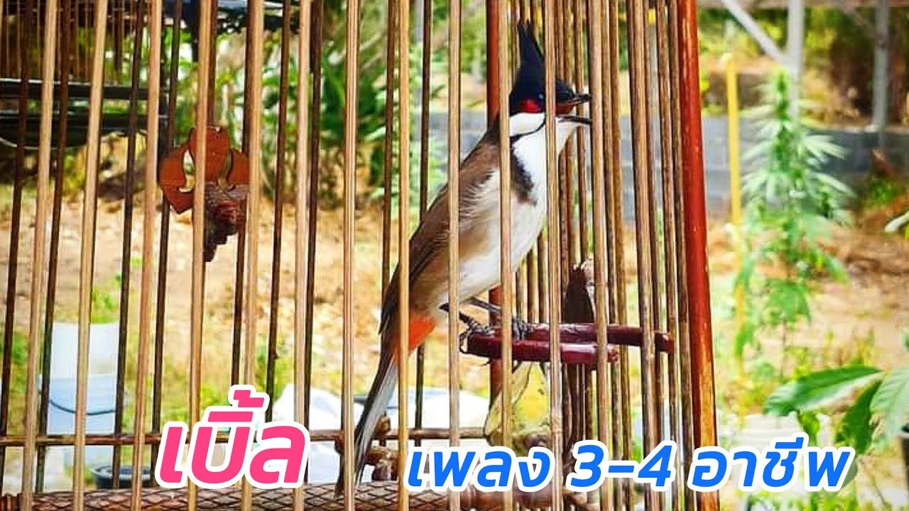 นกกรงหัวจุกพม่าเบิ้ลอาชีพ เบิ้ลหน้า3 หลัง4 ช่องไฟชัดเจน เปิดสอนลูกนก ยั้วนกนกร้อง