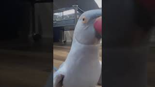 Bird Expresses Its Love to Owner