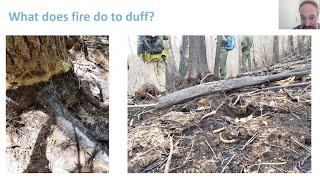 The forest floor: Leaf litter as fuel, food, and fulcrum for a tipping point in eastern forests