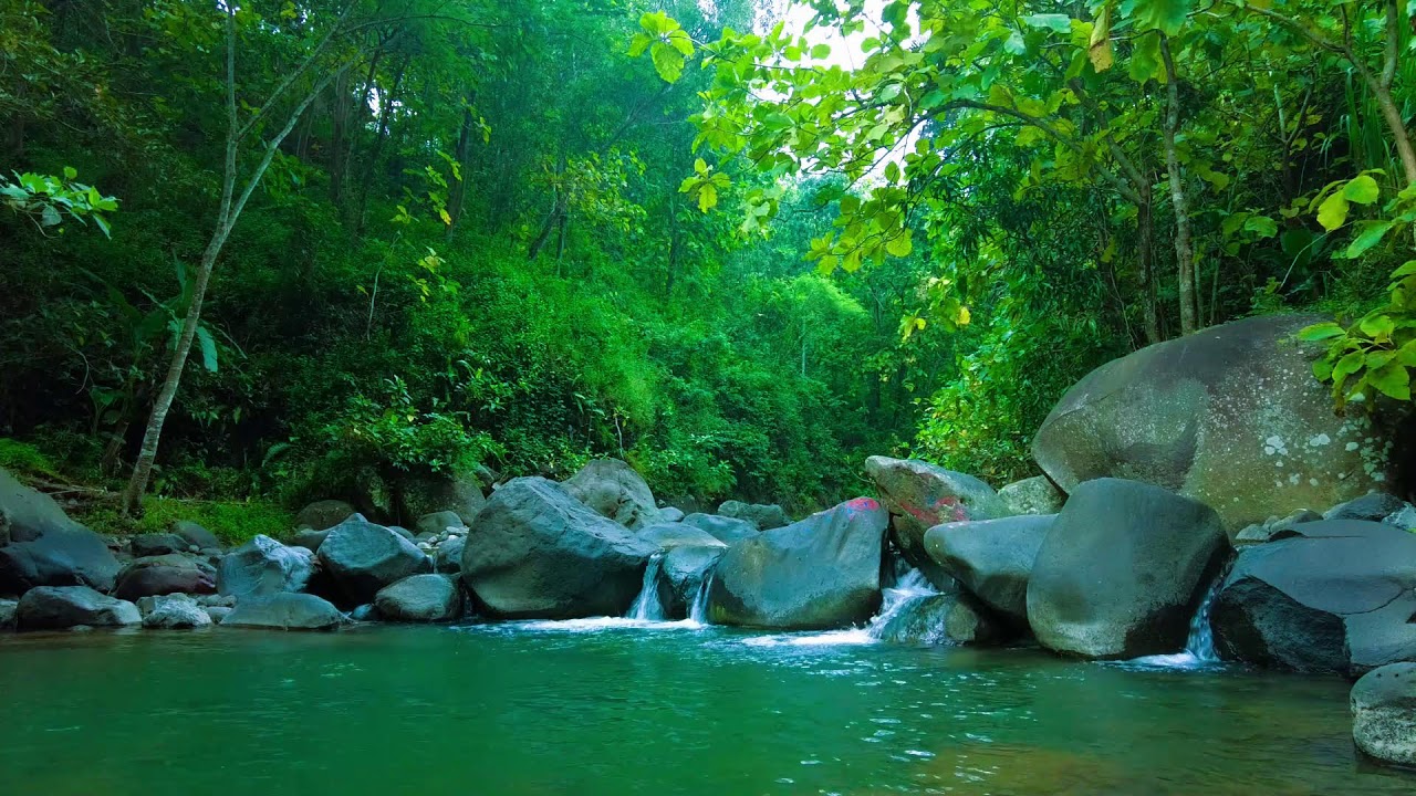 Forest Creek After Thunder – Fresh White Noise for Renewal & Peace