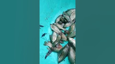 Cần bán một tấn cá sặc rằn, mẫu 12 con #shorts