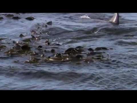 Life Orca Hunting Elephant Seals