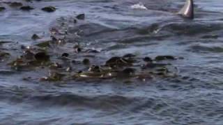 Life Orca Hunting Elephant Seals