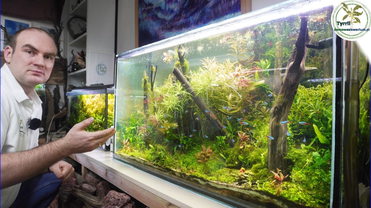  W końcu wygląda tak, jak chciałem!🐠🌿✨ Akwarium 200L. 🏞️💧 #akwarium #akwarystyka