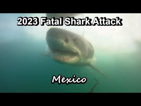 2023 Fatal Shark Attack Great White Shark 🦈