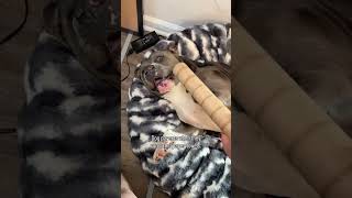 Best part of running out of paper towels 🤣 do you do this? #dogs #pethumor #funnydog #bullybreed