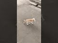 Happy Puppy #shorts