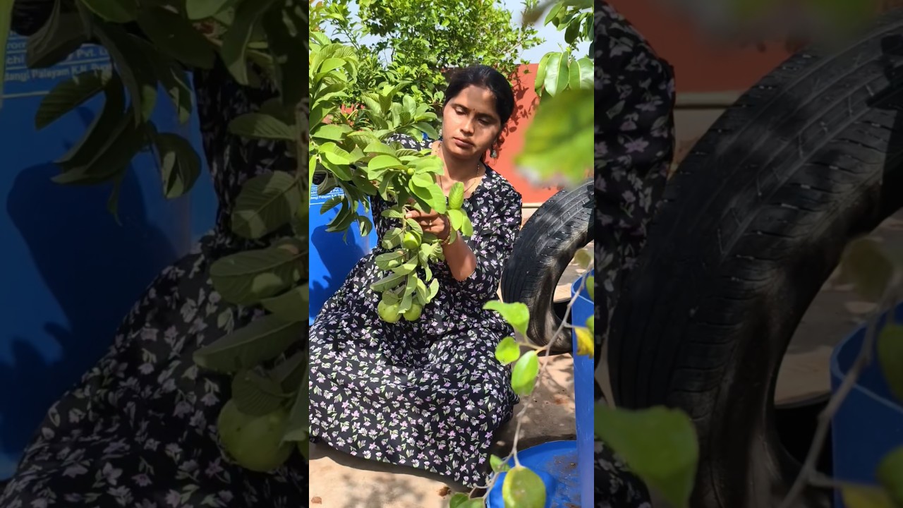 happy harvesting -01