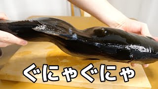 【病気】養殖されたけど、捨てられてしまう『奇形魚』ってしってますか？