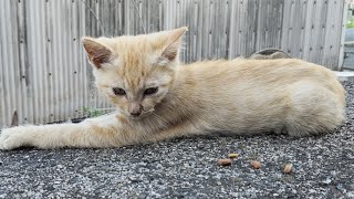 猫の島で猫探し散歩中継