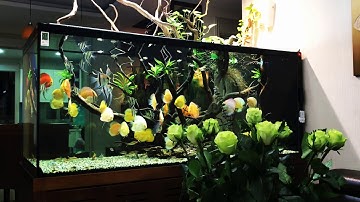 Bể cá đĩa đẹp năm 2019