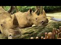 Feeding Rhino at Singapore Zoo | Dec 2020