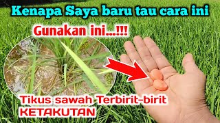 PEL AJAIB Luar biasa dahsyatnya... Cara Ampuh mengatasi tikus sawah