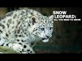 Snow leopards - All You Need To Know!