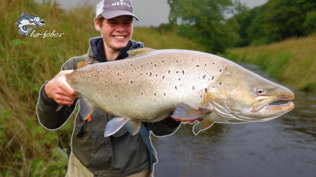 Havørredfiskeri i en lille å - MONSTER ØRREDER